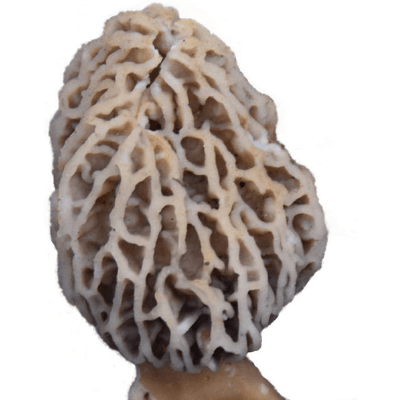 Backyard Morel Mushroom Growing Kit