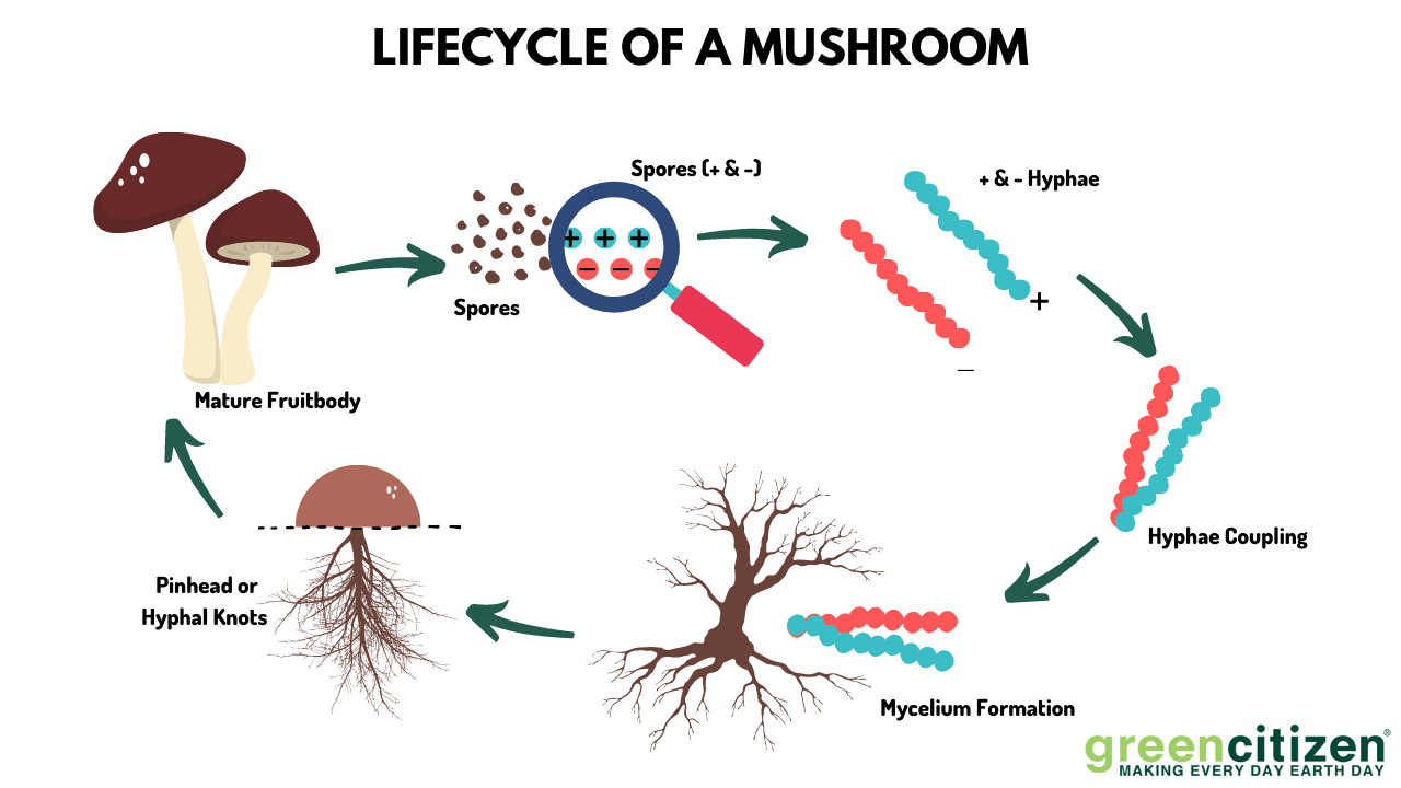Mushroom Lifecycle