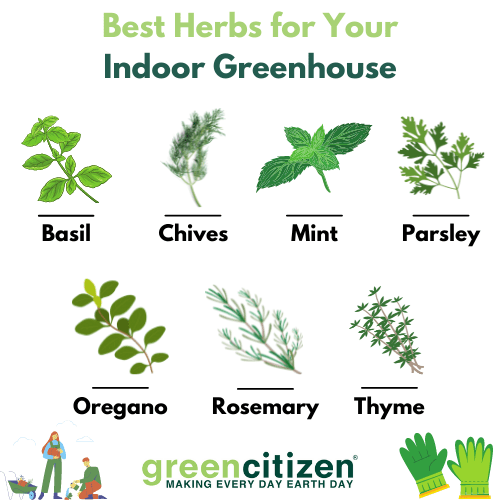 Best Herbs for Your Indoor Greenhouse