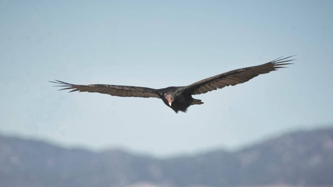 California Condors Return To Redwood