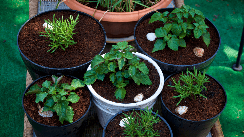 what is a container garden