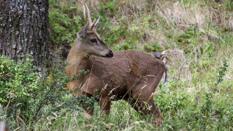 Chile Launches a Program to Protect Endangered Southern Huemul Deer