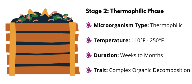 Compost Pile Thermophilic Stage