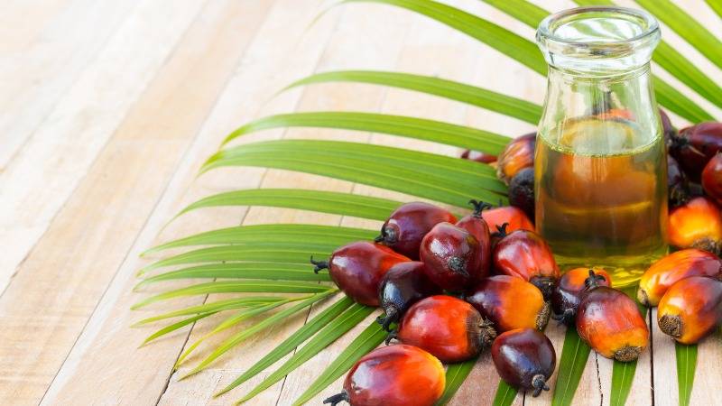 Palm Oil Soon to Be Replaced by Lab-Grown Alternatives