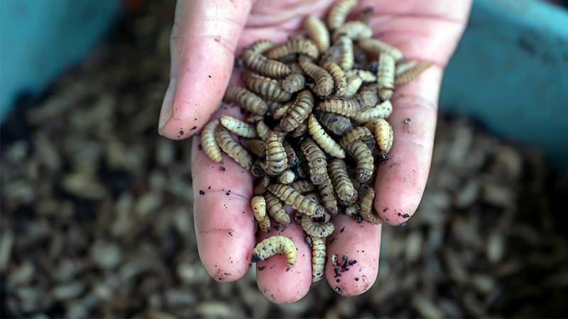 Hand holding a mass of black soldier fly larvae