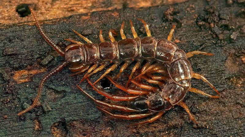 A centipede being an unwanted compost dweller