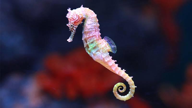 Featured image for Endangered White's Seahorses Find New Home in Sydney's Underwater Hotels article