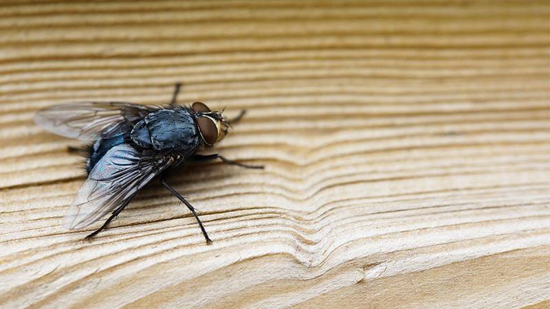 The housefly is a bad bug in compost