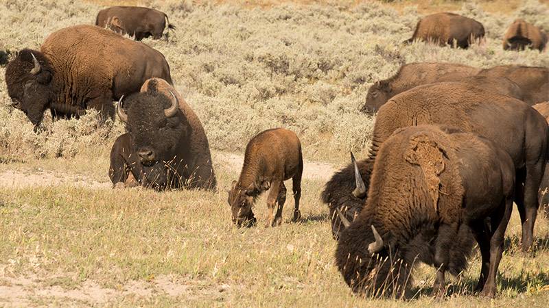 Featured image for Kent Wildlife Trust Lands Grant, Bolstering Bison Rewilding Efforts article