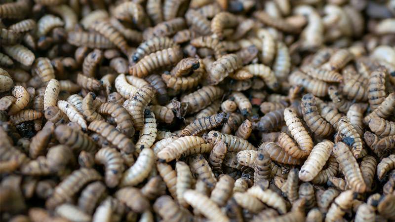 Don't worry, maggots help break down compost piles