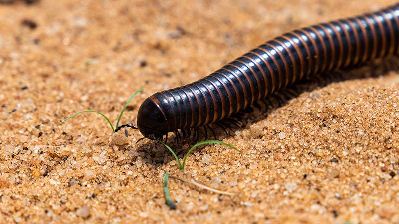 A millipede crawling and being a beneficial bug in compost