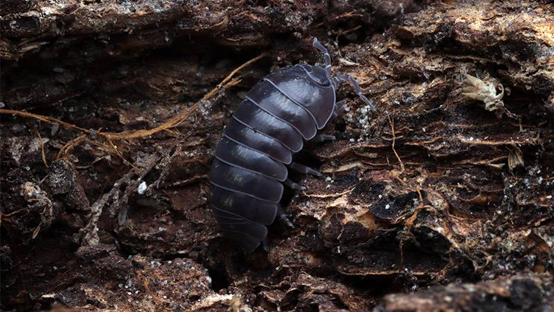 A pill bug crawling over compost