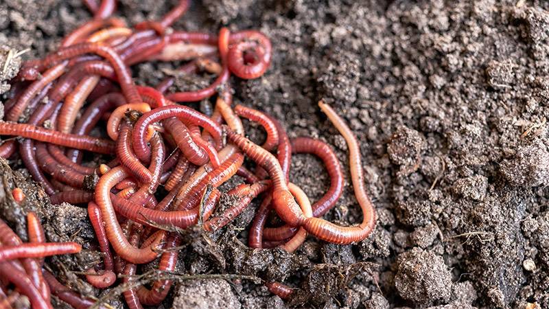 Red worms crawling over compost