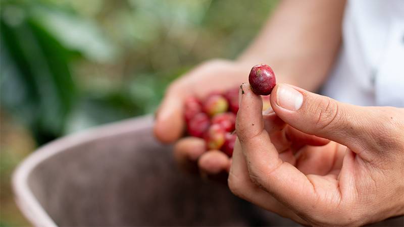 Featured image for Sustainable Coffee Producers Thrive Amidst Adversity article