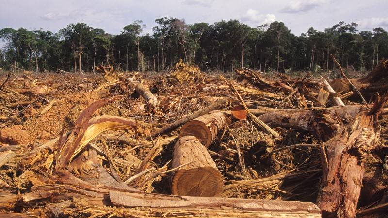 Deforestation And Habitat Loss