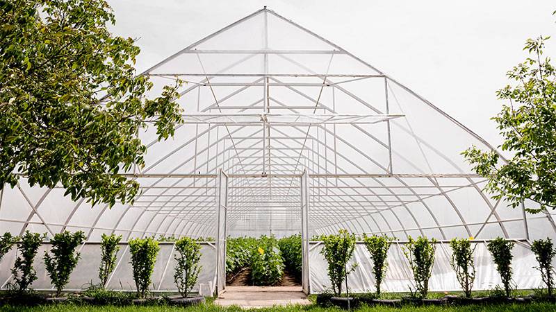 A gothic arch-type greenhouse