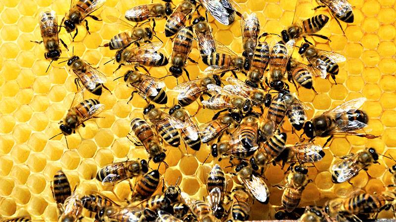 Featured image for Innovative HiveGuard Aims to Halt Honeybee Decline article