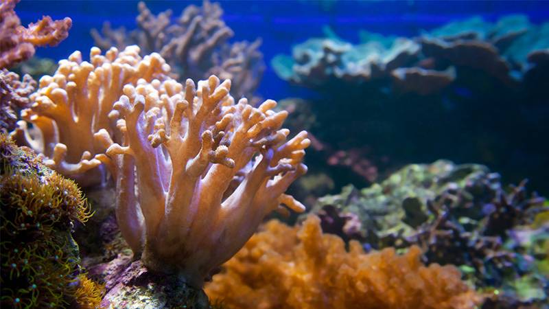 Palau's Coral Reefs Exhibit Potential to Adapt to Warming Seas