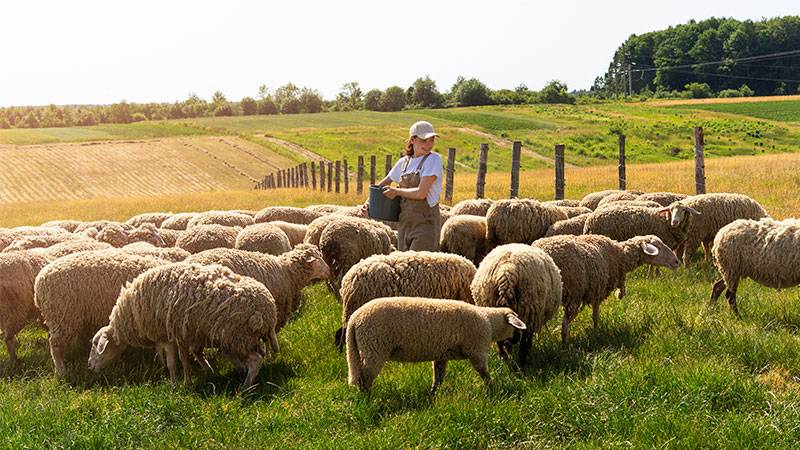 Featured image for Regenerative Farming - One Canadian Farm's Dedication to Sustainable Agriculture Amid Climate Change article