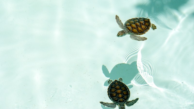 UAE's Race to Save Sea Turtles Amid Climate Crisis