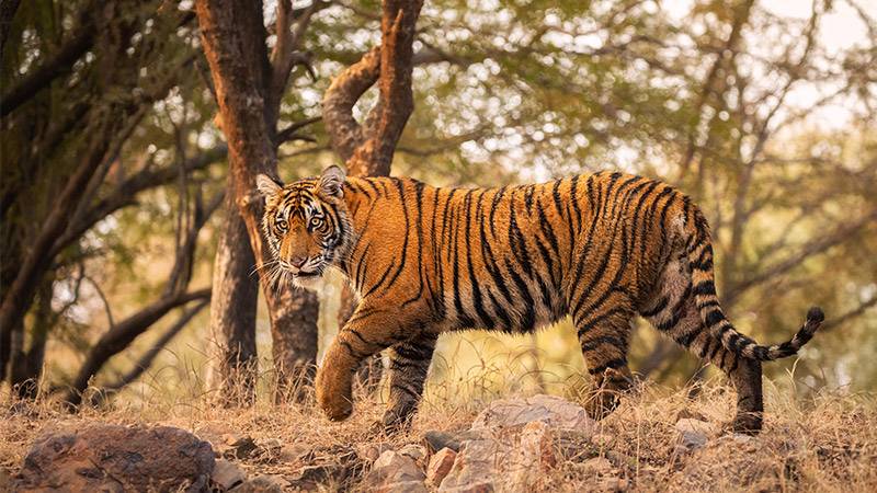 Featured image for Tiger Populations Surge in India and Bhutan article