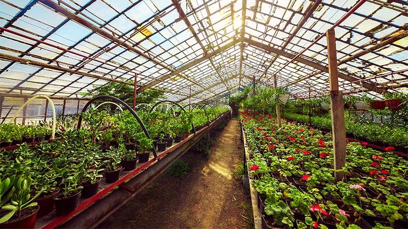 Greenhouse year round cultivation