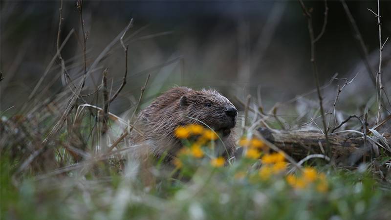Baby Beaver Sighting Marks Historic Return to Bay Area Creek