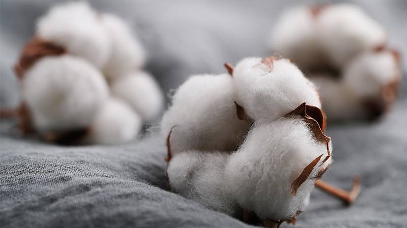 Better Cotton Initiative Drastically Reduces Pesticide and Water Use in India