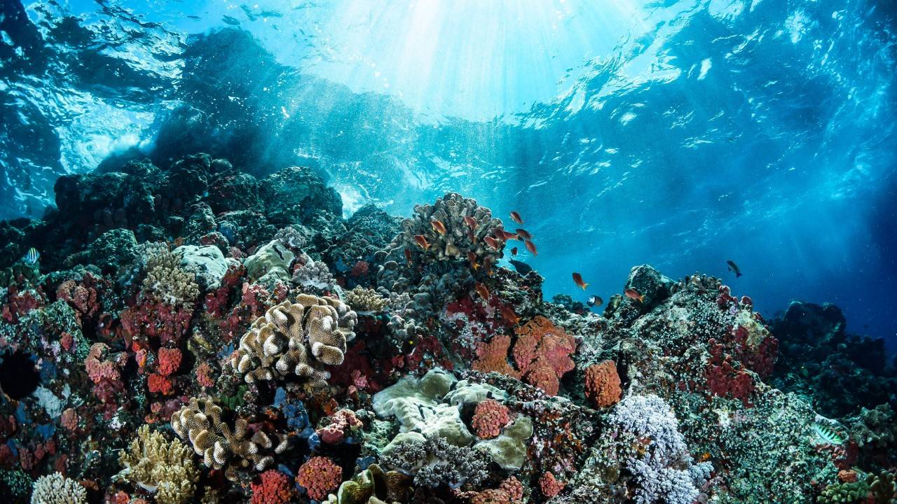Cuban Scientists Dive Deep to Save Coral Reefs