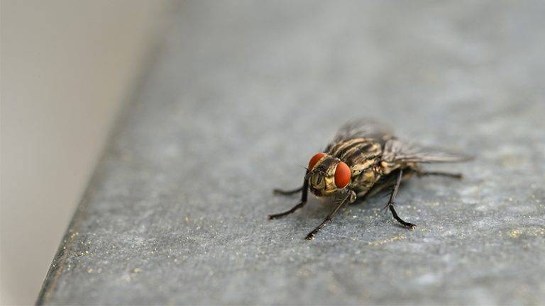 Flies in compost