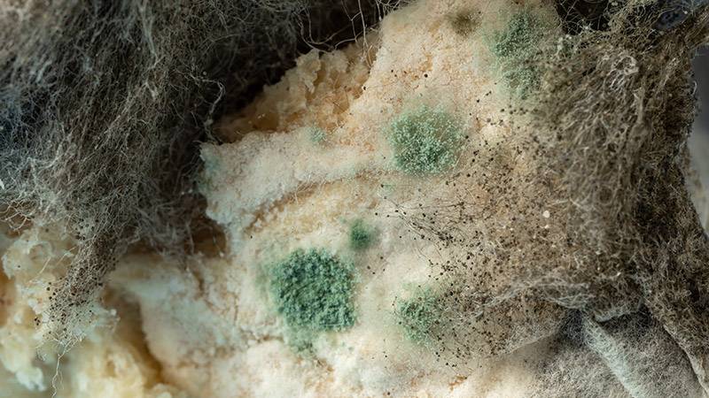 Green mold in compost
