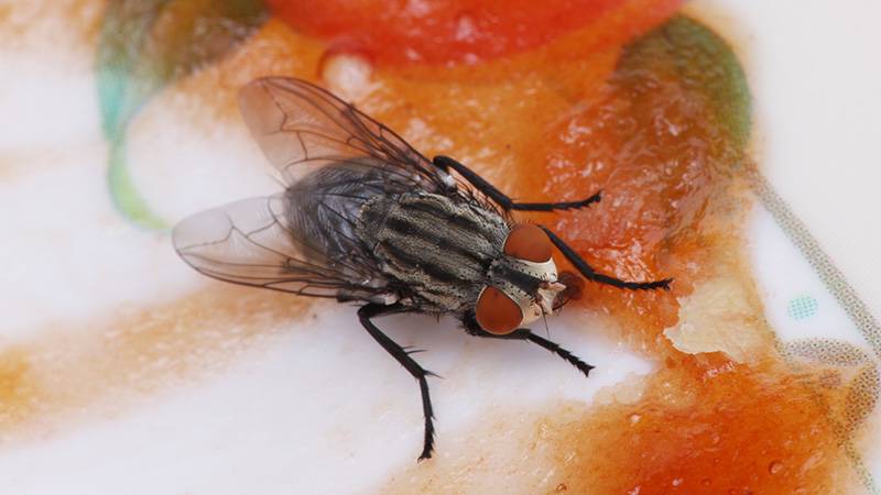 Housefly in compost