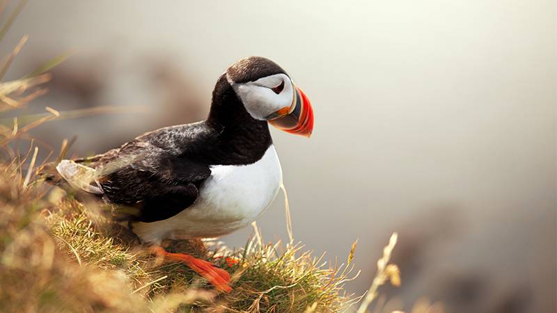 Maine Puffins Thrive on New Diet Amid Climate Change Challenges