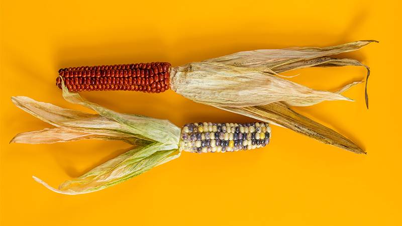 Pros and cons of composting corn cobs