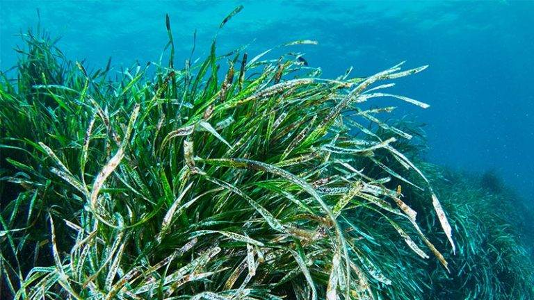 Revolutionary Sea Storage That Uses Plants Locks Away Carbon for Thousands of Years