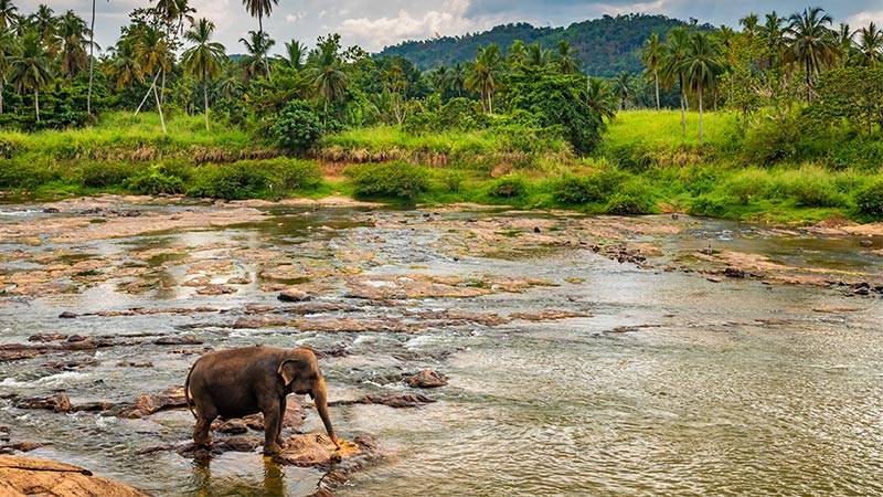 Sri Lanka's Inspiring Journey Towards Climate Resilience