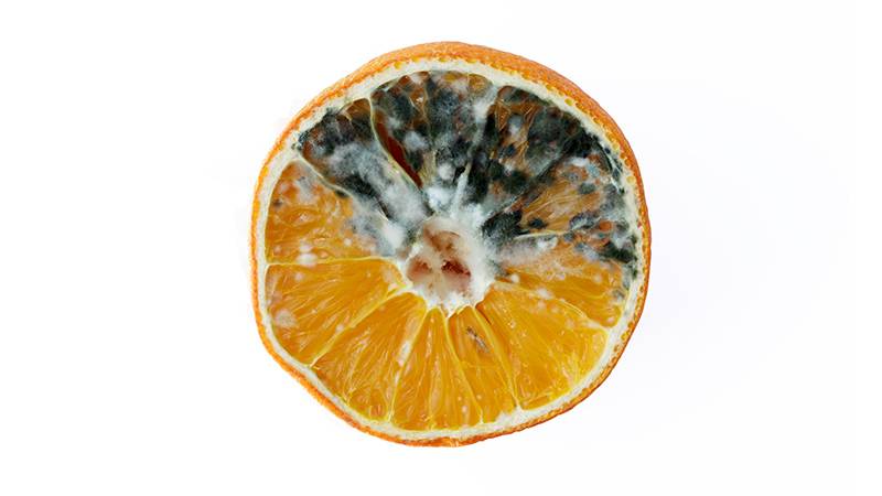 Will orange peels cause mold to grow in compost