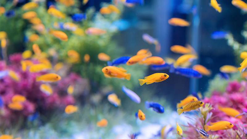 Fish tank for aquaponics