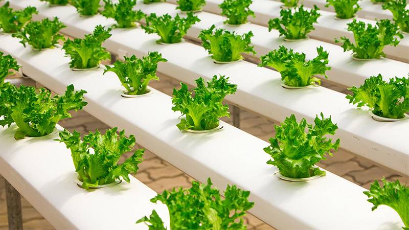 Increased yield in hydroponics greenhouses