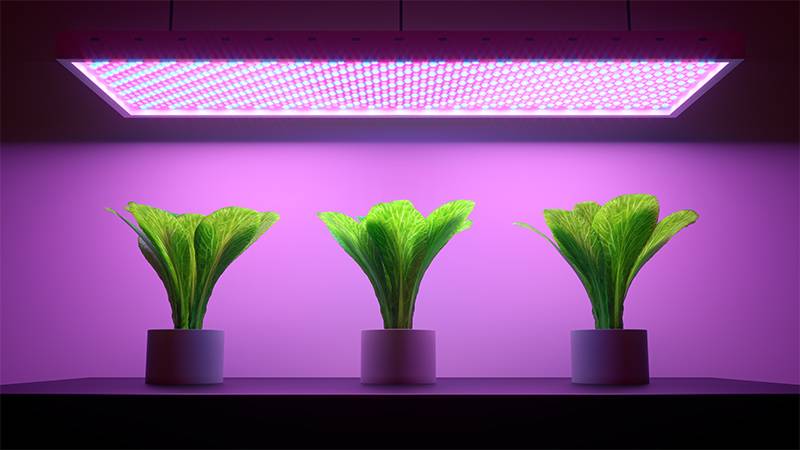 LED grow lights for aquaponics greenhouse