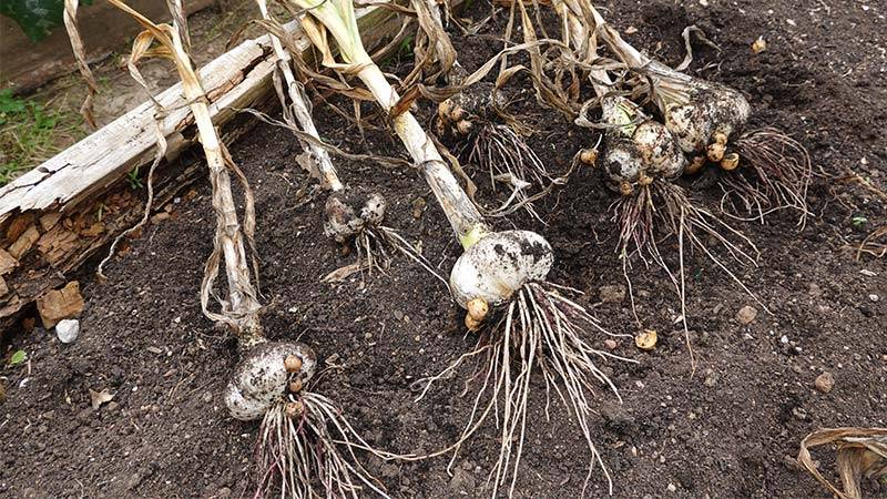 Limitations on crop variety like root crops
