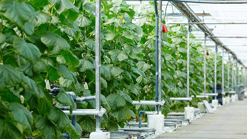 Vertical farming in an aquaponics greenhouse