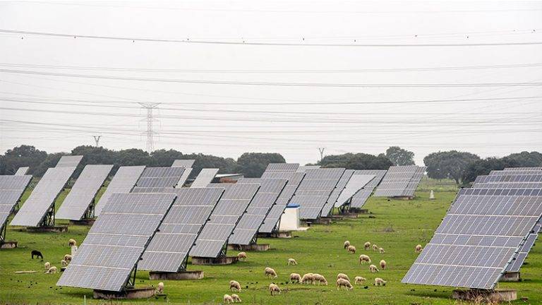 Sheep Enhance Solar Energy Efficiency on Texas Farms