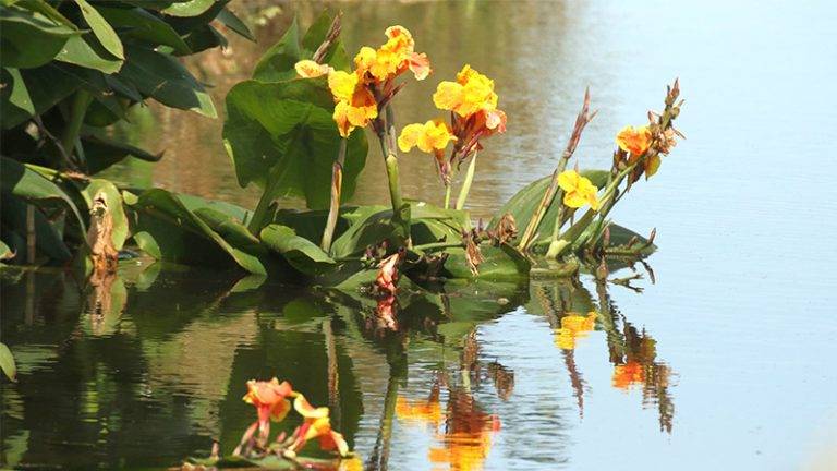 Floating Flower Farms Offer Solution to Water Pollution Crisis