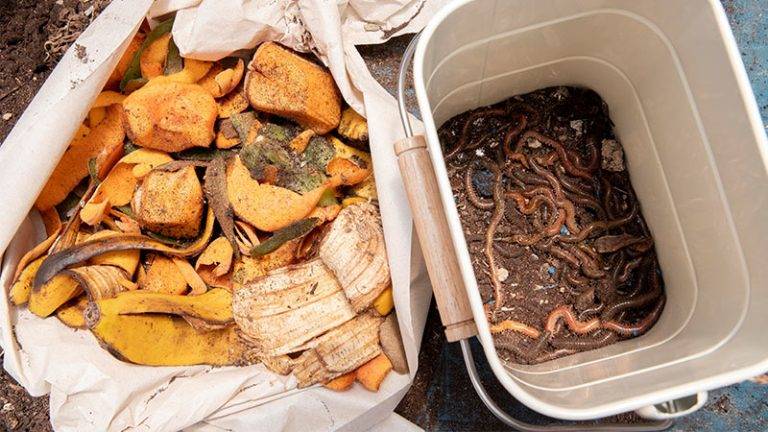 How to Start a Worm Composting Bin in an Apartment