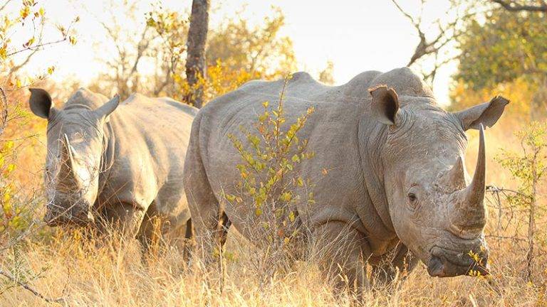 Rhinos Make Historic Return to Central Kenya Plateau