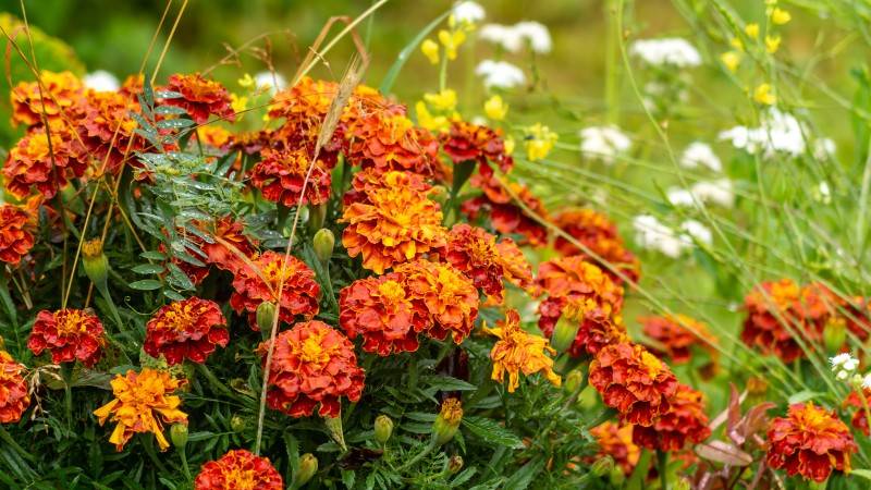 Garden Plants That Repel Bugs Naturally