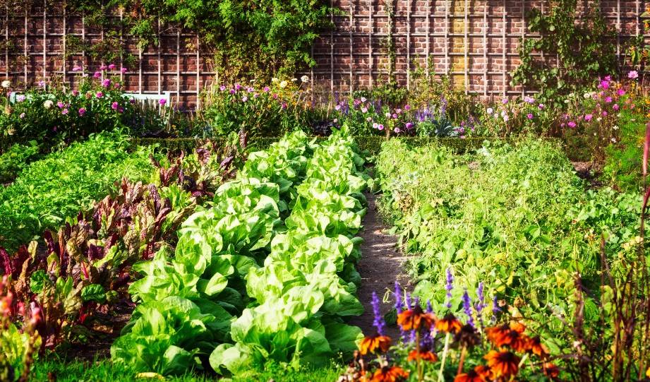 How to Create a No-Dig Vegetable Garden