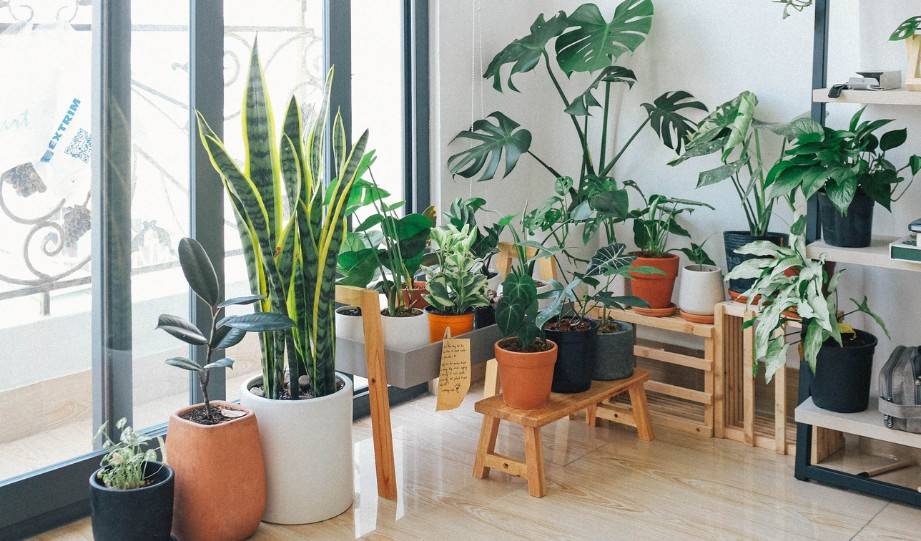 How to Choose and Care for Sustainable Indoor Plants