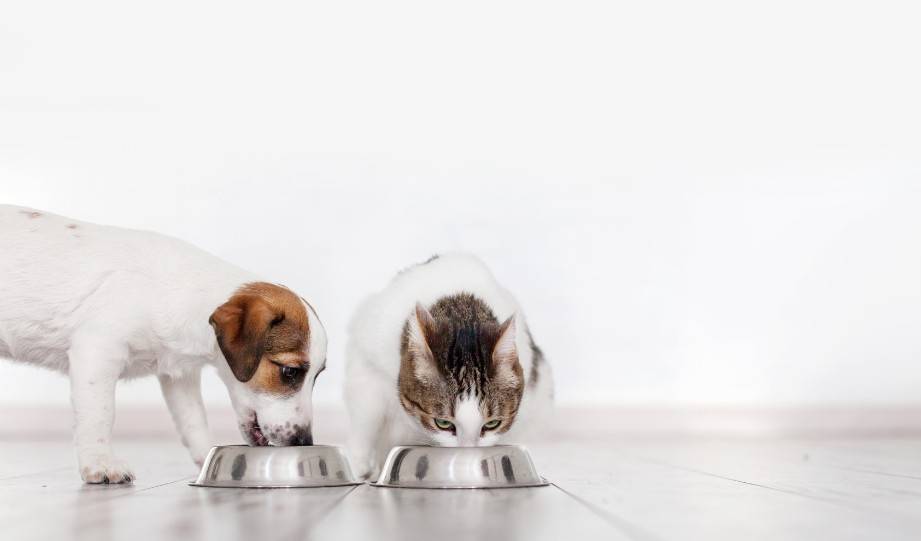 How to Make Sustainable Pet Food at Home